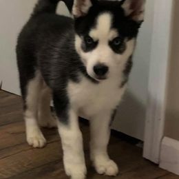 Pomsky Puppies from DoubleBee Pomsky Pups