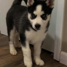 Pomsky Puppies from DoubleBee Pomsky Pups