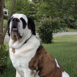 Saint Bernards from Smilingbear