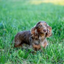 Daisy - Dachshund