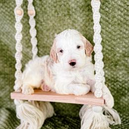 Foxglove (Fox) - Parti male Labradoodle puppy in Elizabeth City, North Carolina from Howdy Doodles