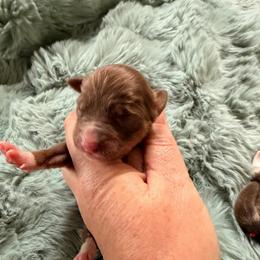 Red Tri Female 1 - Red tri-color female Miniature American Shepherd puppy in Connecticut from Novus Kennels
