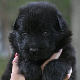 Flint - Black male German Shepherd puppy in Canton, Texas from WILDWOOD GERMAN SHEPHERDS