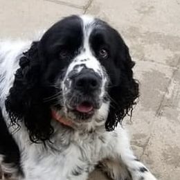 Roscoe - English Springer Spaniel