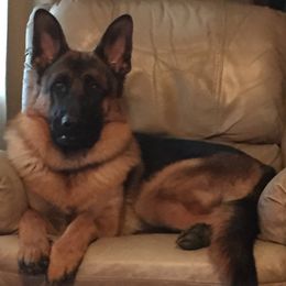 German Shepherds from Cindy Davis's German Shepherds