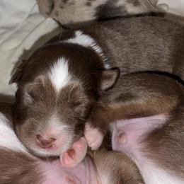 Pinot Noir - Red tri male Miniature Australian Shepherd puppy in Massapequa, New York from All That Auss Mini Aussies