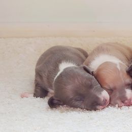 Italian Greyhound Puppies from Alura Italian Greyhounds