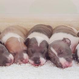 Italian Greyhound Puppies from Alura Italian Greyhounds