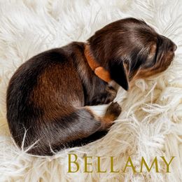 Dachshund Puppies from Itty Bitty Dachshunds