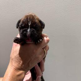 Boy 3 - Brindle male Boxer puppy in Jamesville, New York from Reynolds Homestead Boxers