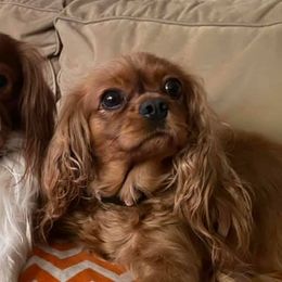 Cavalier King Charles Spaniels from KLEAS CKCS