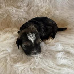Black sable boy - Black gold and white male Shihpoo puppy in Newark, Ohio from Gemini Kennels