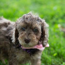Aussiedoodle Puppies from Dreamydoodle NW