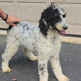 Oreo - Poodle