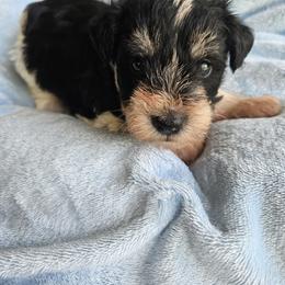 Raymond - Parti male Miniature Schnauzer puppy in Crosby, Texas from Raisin' the Woof Schnauzers
