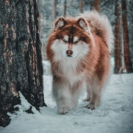 Loki - Siberian Husky