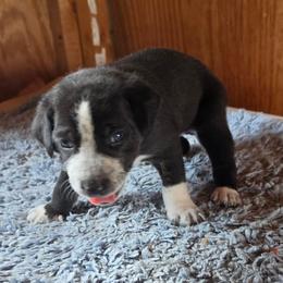 Ringo - Brindle male Mountain Cur puppy in Moundsville, West Virginia from Mountaineer Mountain Curs