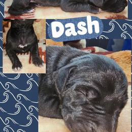 Dash - Black male Great Dane puppy in Wellsville, New York from Prophecy Danes