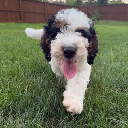Mouse - Tri-color male Bernedoodle puppy in Fishers, Indiana from Fishers Bernedoodles