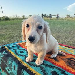 MWM4 cream - Cream male Dachshund puppy in Carthage, Texas from Rafter C Ranch Doxies