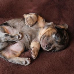 Dachshunds from Utah County Dachshunds