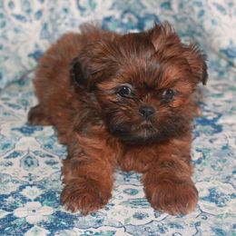 Shih Tzu Puppies from Gypsy Breeze Kennels