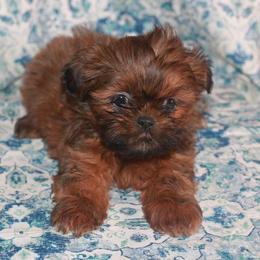 Shih Tzu Puppies from Gypsy Breeze Kennels