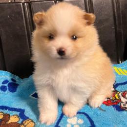 Lauren - Cream parti female Pomeranian puppy in Jefferson City, Missouri from MJ’s Pomeranians
