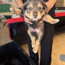 Boy 1 - Black tan and white male Siberian Husky puppy in Rancho Cucamonga, California from Rice Breeders