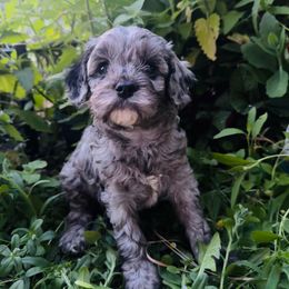 Simon P. - Merle male Cavapoo puppy in Battle Lake, Minnesota from Panda Puppies