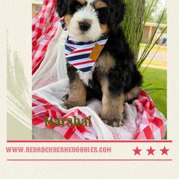 Marshal - Tri-color male Bernedoodle puppy in Syracuse, Utah from Redrockbernedoodles