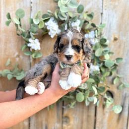 Bobble - Merle male Bernedoodle puppy in Payson, Utah from The Puppy Nest