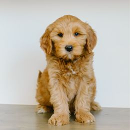 Chai - Red  male Goldendoodle puppy in Spanish Fork, Utah from K Brand Doodles