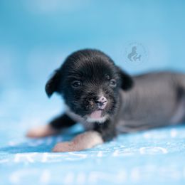 JIG - Black and white male Chinese Crested puppy in Kentucky from Qilin Chinese Crested