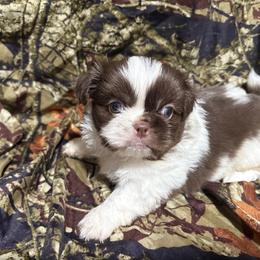 Pekingese, Poodle, and Shih Tzu Puppies from Happy puppies