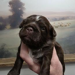 Lily - Brown female Shichon puppy in Ronda, North Carolina from Willow River