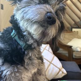 Aussiedoodles from Cypress Forrest Doodles