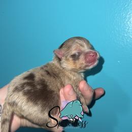 Scar- 7000.00 dollars - Chocolate merle male Pomeranian puppy in Perry County, Ohio from Speechless Pom’s