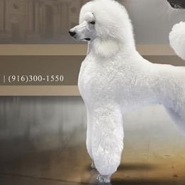 Gwen - Poodle