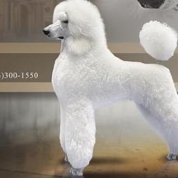 Gwen - Poodle
