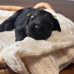 Female Pepper Salt - Line Green Collar - Pepper and salt female Giant Schnauzer puppy in St George, Utah from Schnauzer Ranch