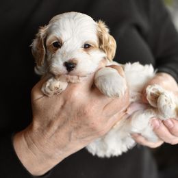 Red collar boy - White male Cavapoo puppy in Gilbert, Arizona from Azbernedoodlepuppies