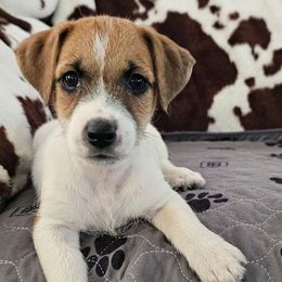 Boy 3 - White and tan male Russell Terrier puppy in Harvel, Illinois from Ruff and Tumble Russell Terriers