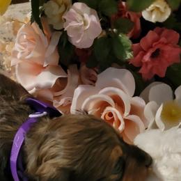 Dachshund Puppies from CLARK'S BREEDING PROGRAM