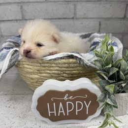 Tuck - Cream male Pomeranian puppy in Eden, North Carolina from Whippoorwill Pomeranians