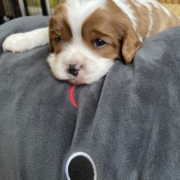 Cavalier King Charles Spaniel and Cavapoo Puppies from Larisa's Cavaliers