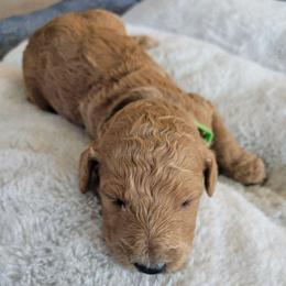 Rocky (Light Green Collar) - Apricot male Goldendoodle puppy in Lincoln, California from Lincoln Goldendoodles