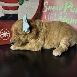Dawn - Apricot female Goldendoodle puppy in Adolphus, Kentucky from Deerly Poodles