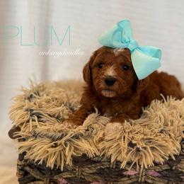 PLUM - Red  male Goldendoodle puppy in Independence, Oregon from Ankeny Doodles