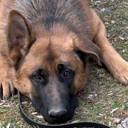 Zeus - German Shepherd puppy in Tennessee from Smoky Mountain German Shepherds